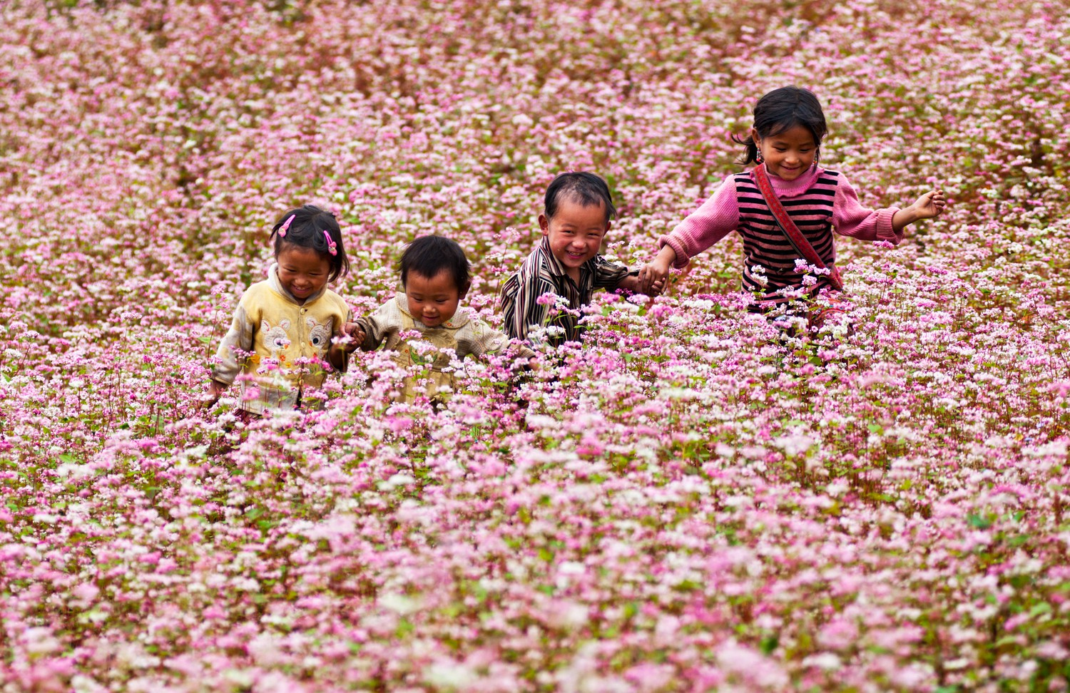 Ha Giang Festivals: 7 Traditional Celebrations to Experience 9 Experience Cultural Wonders with Ha Giang Loop Tour Guide