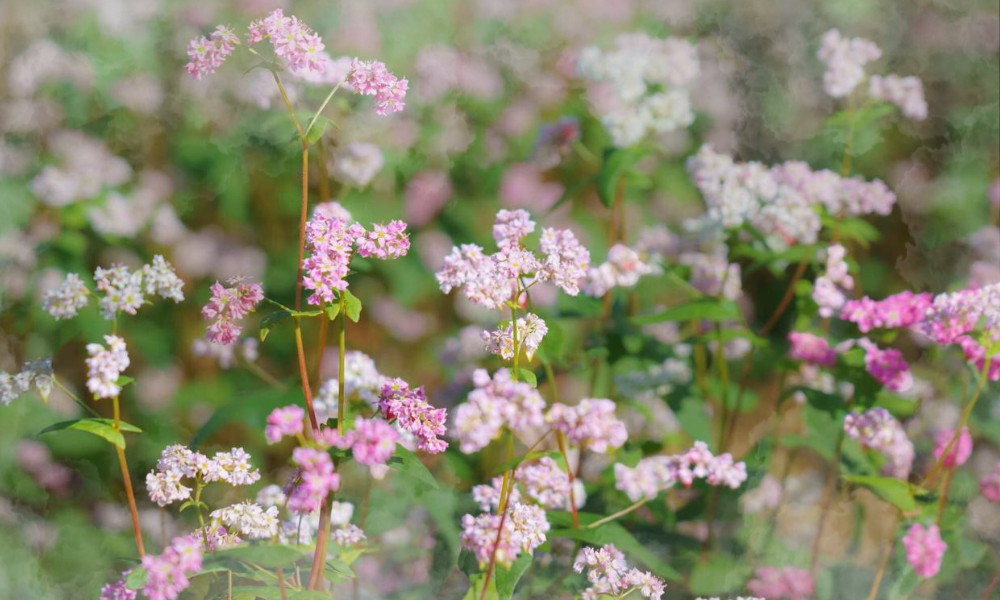 Buckwheat Flowers in Ha Giang - A Complete Travel Guide 1 Behind the beauty of the buckwheat flower lies a legend that reflects the resilience of Ha Giang's mountain communities