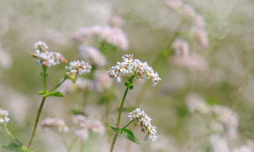 Buckwheat Flowers in Ha Giang - A Complete Travel Guide 2 The Annual Dong Van Floral Festival