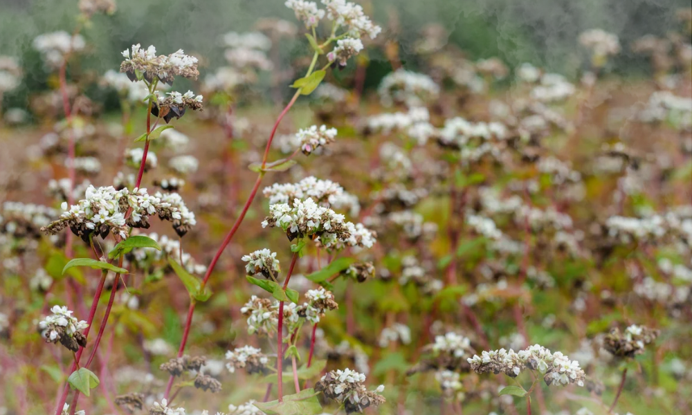 Buckwheat Flowers in Ha Giang - A Complete Travel Guide 3 Top 3 Destinations for Breathtaking Floral Views