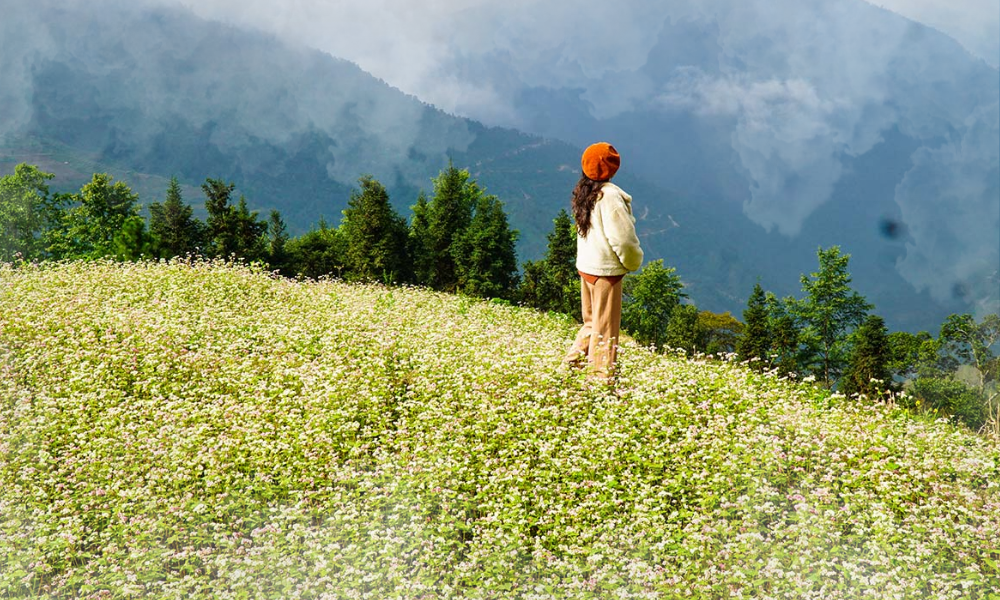 Buckwheat Flowers in Ha Giang - A Complete Travel Guide 4 Crafting Your Perfect Highland Itinerary