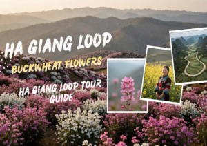 Buckwheat Flowers in Ha Giang - A Complete Travel Guide