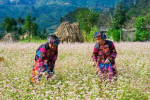 hagiang 6